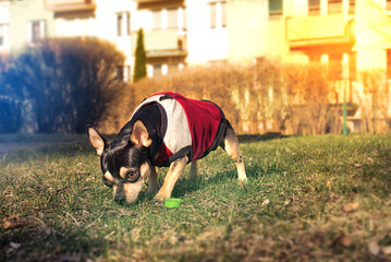 Pies Chihuahua ma trawniku wącha przed blokiem