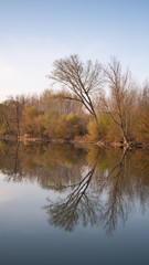 Fototapeta na wymiar Leafless tree near lake on sunset background sky