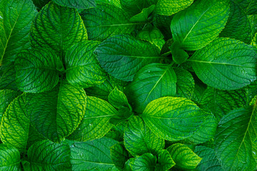 Green leaves background from top view.Layout made of green leaves.Nature for background.