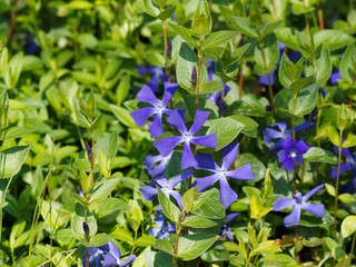 Gro&szlig;bl&auml;ttriges Immergr&uuml;n | Vinca balcanica 