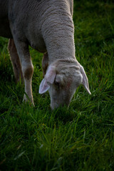 fresh grass in the foreground and eating sheep in the background