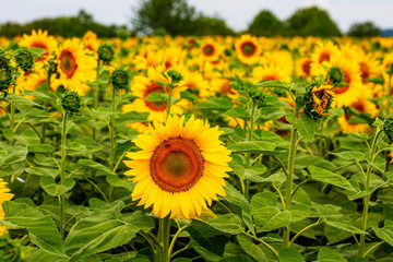 Fototapeta premium summer field of sunflowers 