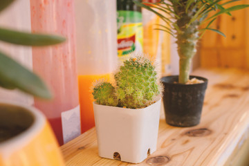 Minimal little cactus are decorated in the cafe.