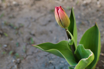 Fototapeta premium close up of red tulip bud in the garden