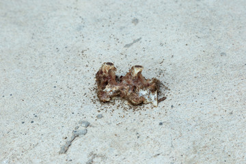 Ants eating bone waste on the road
