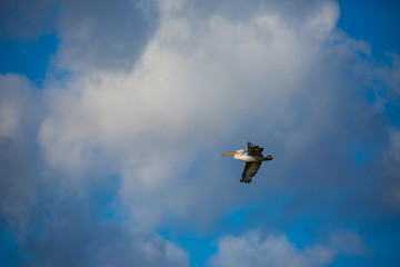 Amazingly beautiful big Dalmatian single pelican flying with big span of wings. Cloudy winter blue sky over Porto Lagos, Northern Greece. Picturesque frozen moment of Nature