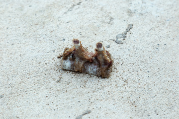 Ants eating bone waste on the road
