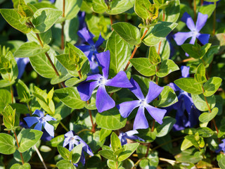 Großblättriges Immergrün | Vinca balcanica 