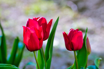 blooming red tulips in sunset light