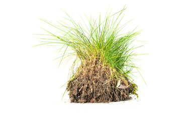 The grass is green and dry with the ground isolated on a white background