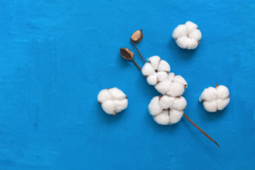 Flat lay flowers and a cotton branch on a painted blue background. View from above, copy space.