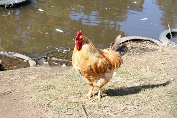rooster in the farm