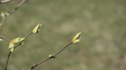 yellow flowers on a tree