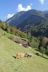 Alm Kühe Tirol
