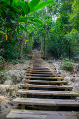 wooden stairs jungle forest green 