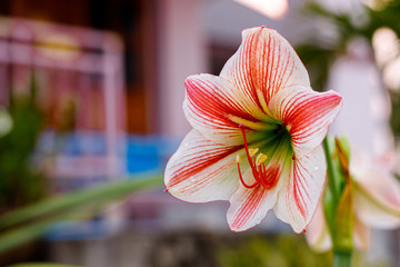 Lily flowers are a type of flower. With large flowers that are elegant and very beautiful