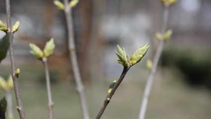 willow branches in spring
