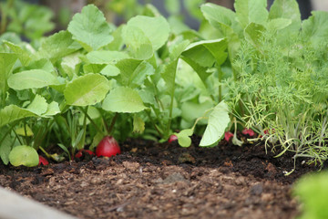 Radieschen Radish Beet