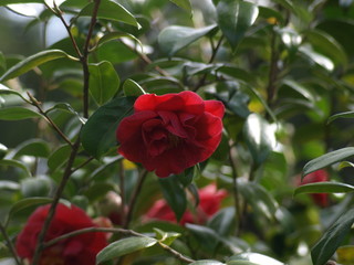 Camelia Camellia