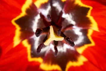 Close-up shot of a tulip with red-yellow petals. Background for flowers, spring flowering and floriculture