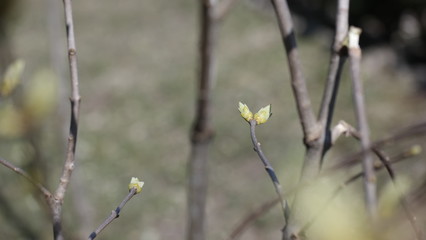 wild flowers in the wind