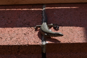 Lucertola al sole