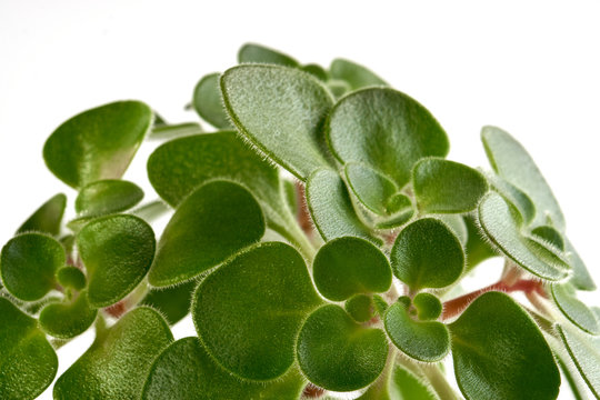 Green fluffy leaves of Aichryson, a tree of love close-up. Natural background for screensaver