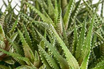 Attenuate Haworthia Flower or Zebra Plant Sample Isolated on Green Background