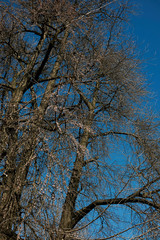 Ginkgo biloba