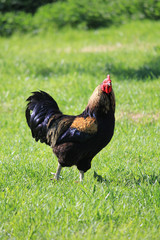 Hahn Wiese Gras