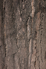 Ginkgo biloba