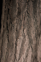 Ginkgo biloba