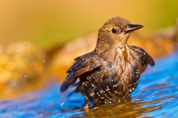 Starling, Sturnus vulgaris, Estornino Pinto, Forest Pond, Castilla y León, Spain, Europe