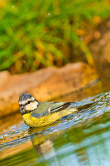 Blue Tit, Parus caeruleus, Herrerillo Común, Forest Pond, Castilla y León, Spain, Europe