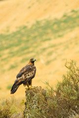 Golden Eagle, Aquila chrysaetos, Águila Real, Castilla y León, Spain, Europe