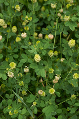 Fototapeta premium Trifolium campestre