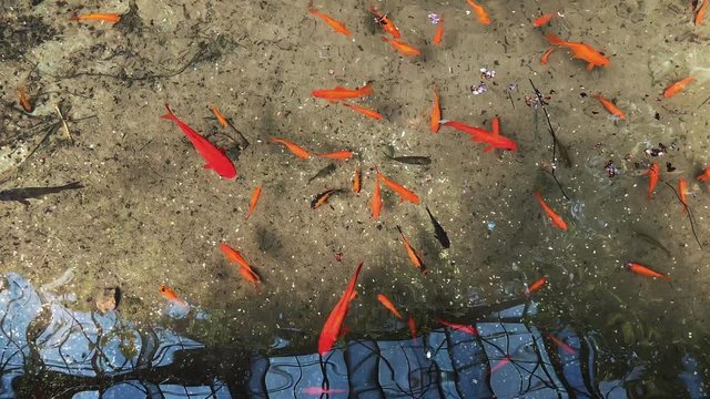 Golden fish floating at clear water surface. Many red fish in pond. Concept of nature.