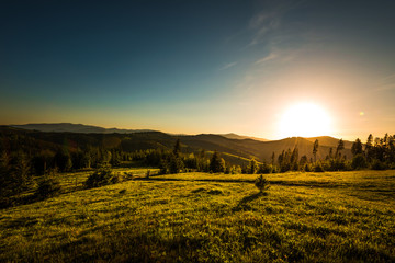 Chic view from hilltop onto a spruce forest