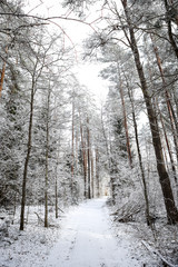 Beautiful forest road view with white snow and cloudy sky on the last days of winter.