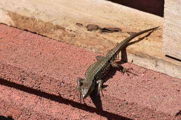Lucertola al sole