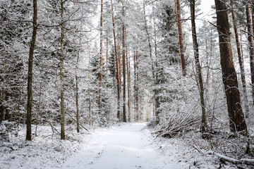 Beautiful forest road view with white snow and cloudy sky on the last days of winter.
