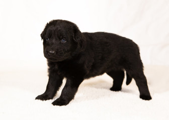 german shepherd puppy isolated on white