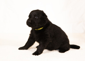 german shepherd puppy isolated on white