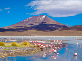 Flamingos at lagoon, Salar de Uyuni, Bolivia
