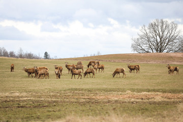 Deers standing on a countryside farming field on a warm cloudy spring day.