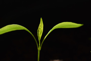 Macro image of an emerging chilli seedling