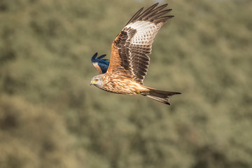 Raptor red kite in flight with blur background