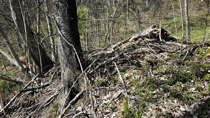 wild animal in the woods