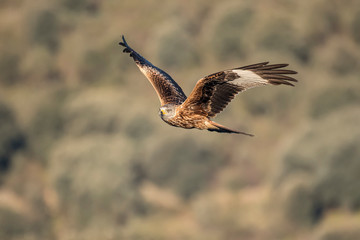 Raptor red kite in flight with blur background