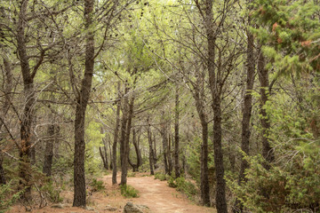 Fototapeta na wymiar Pine forest in Croatia on the island of Rab